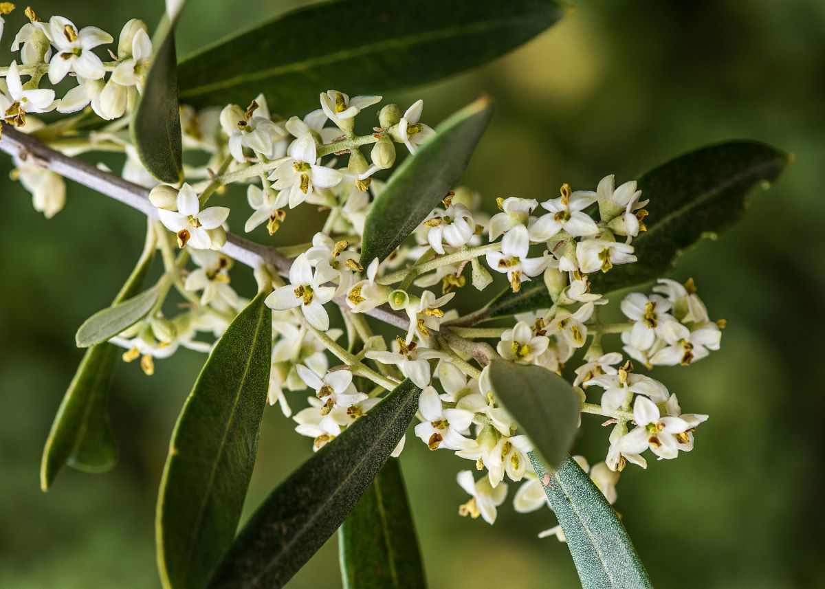 Kvitnúci olivovník